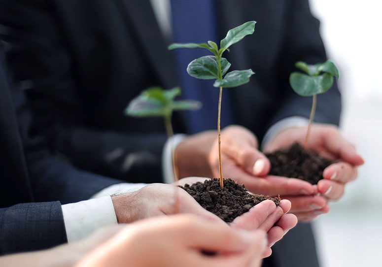 blurred image of a fresh sprout in the hands of the business team close up.blurred image of a fresh sprout in the hands of the business team